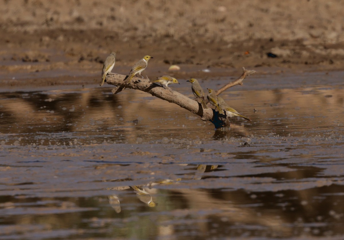 White-plumed Honeyeater - ML610483598