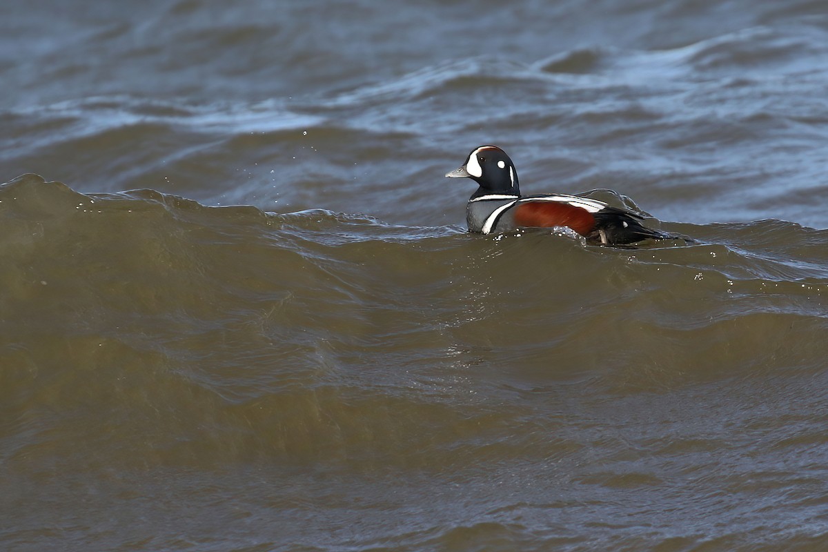 Harlequin Duck - ML610483787