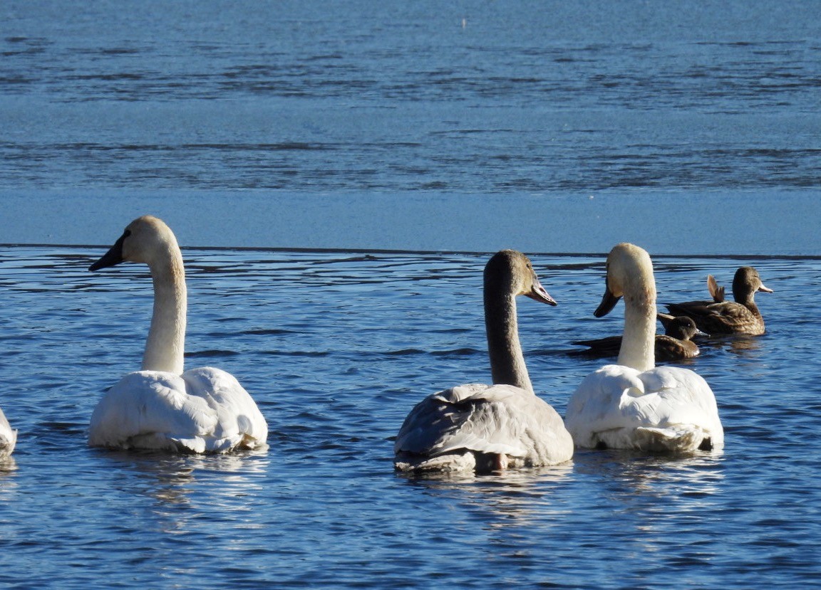 Trumpeter Swan - ML610483805