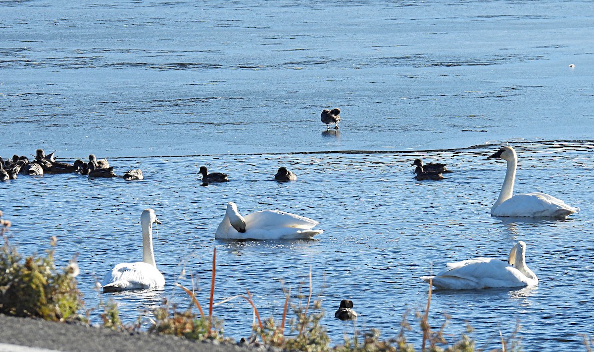 Trumpeter Swan - ML610483806