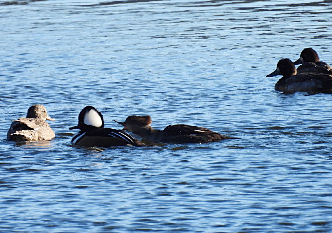 Hooded Merganser - ML610483812