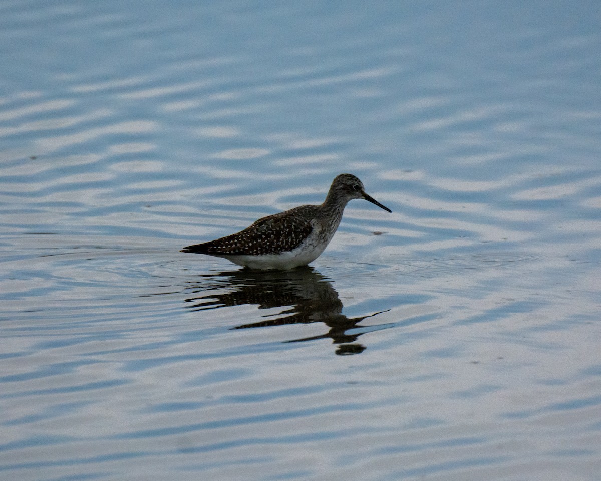 Lesser Yellowlegs - Maureen  Ellis