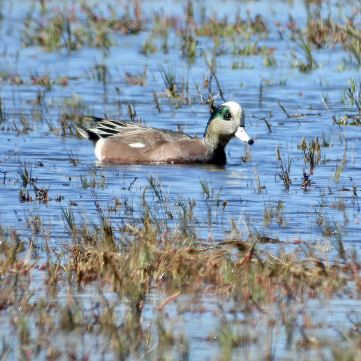 American Wigeon - ML610484043