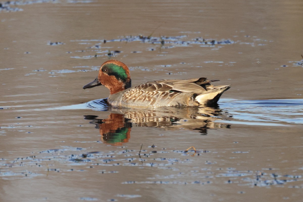 Green-winged Teal - ML610484166