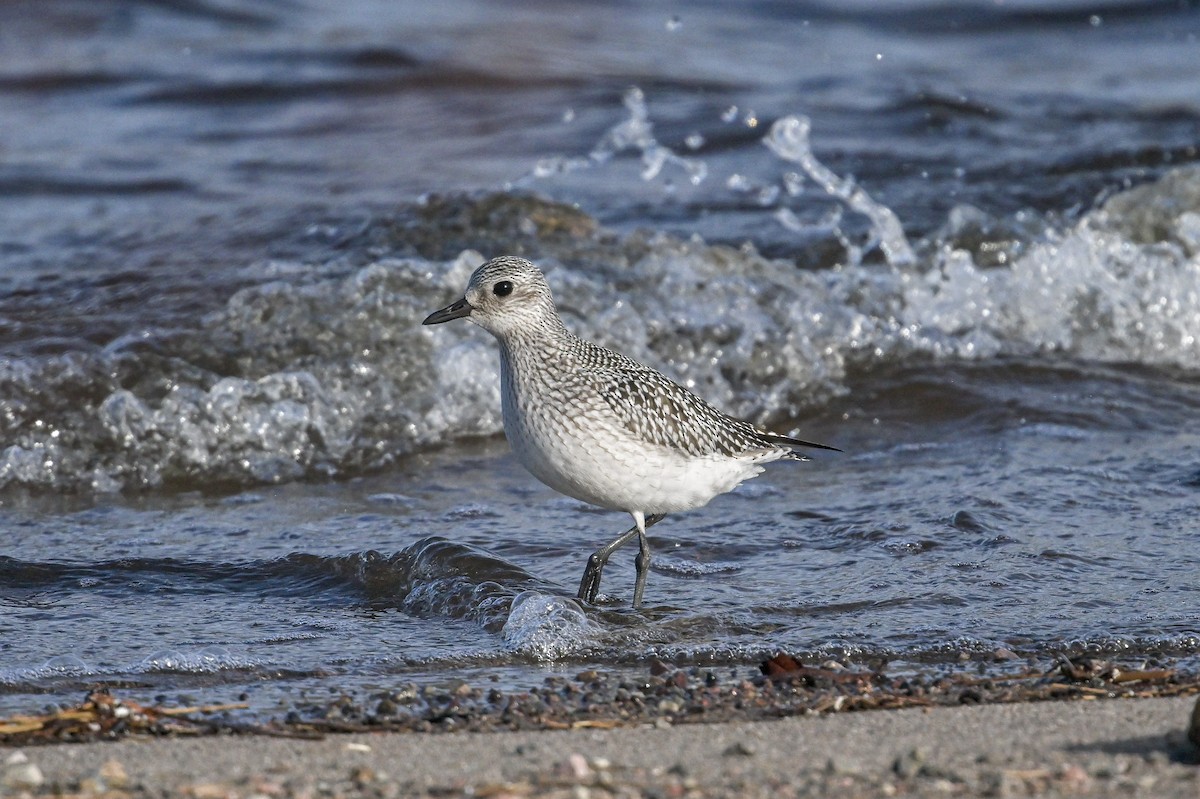 Black-bellied Plover - ML610484239