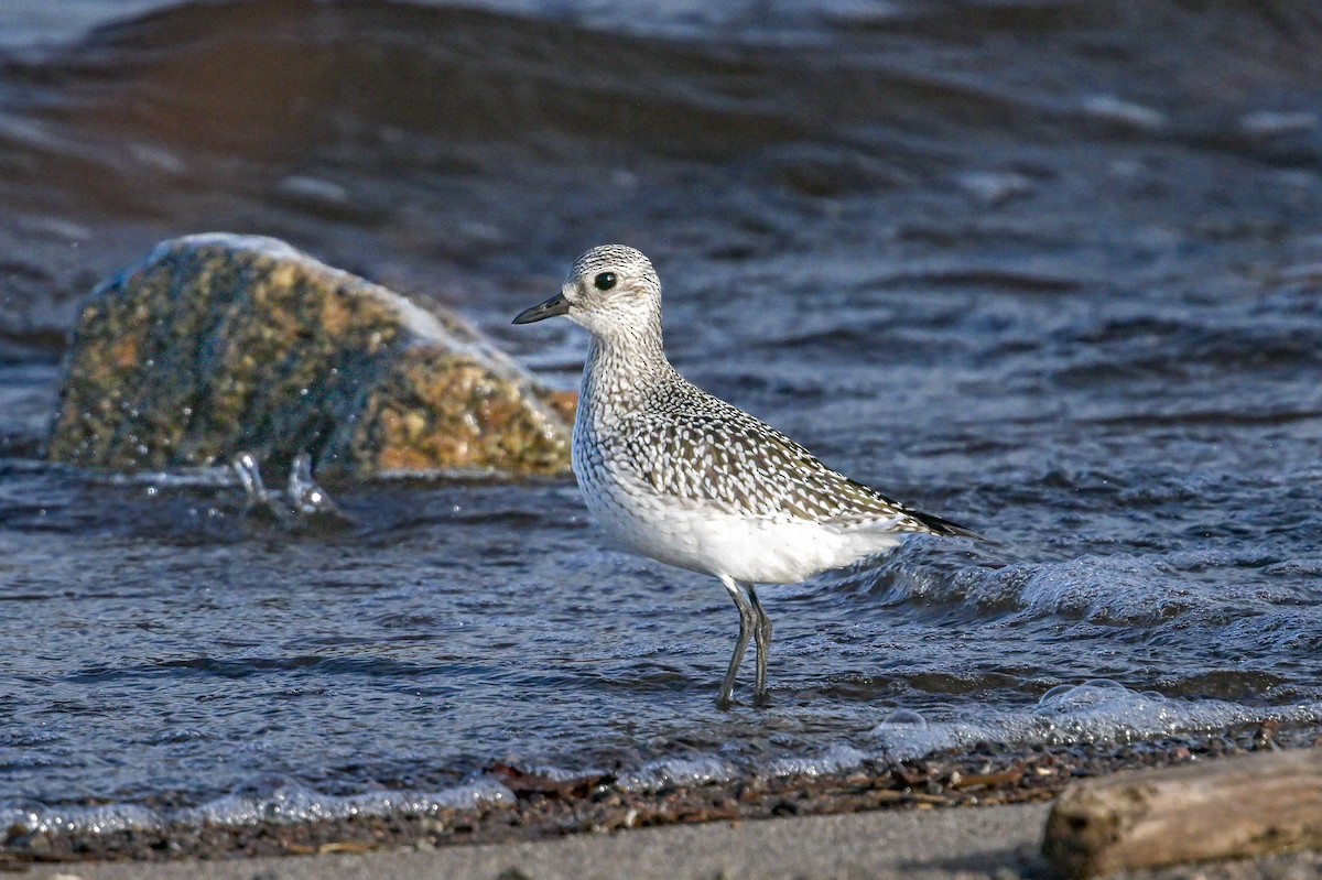 Black-bellied Plover - Serg Tremblay