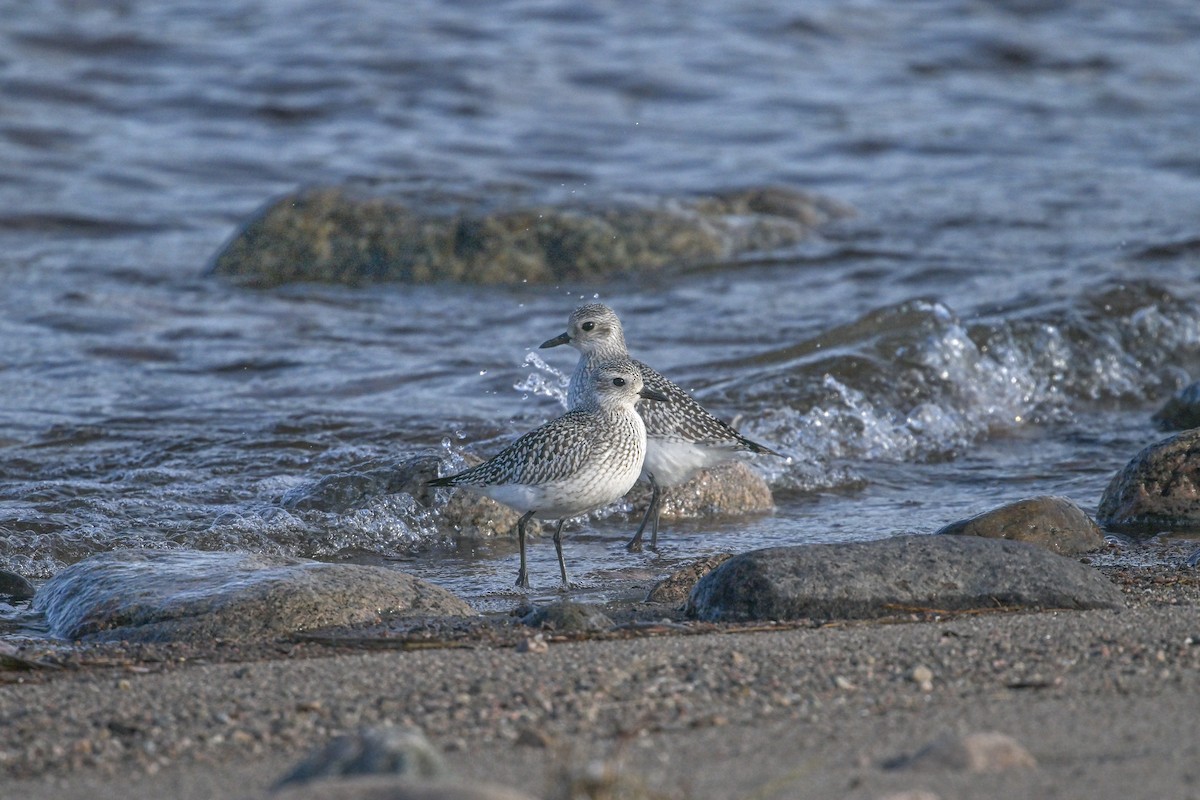 Black-bellied Plover - ML610484245