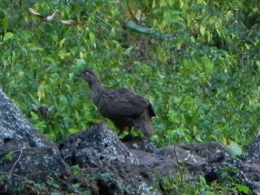 Erckel's Spurfowl - ML610484392