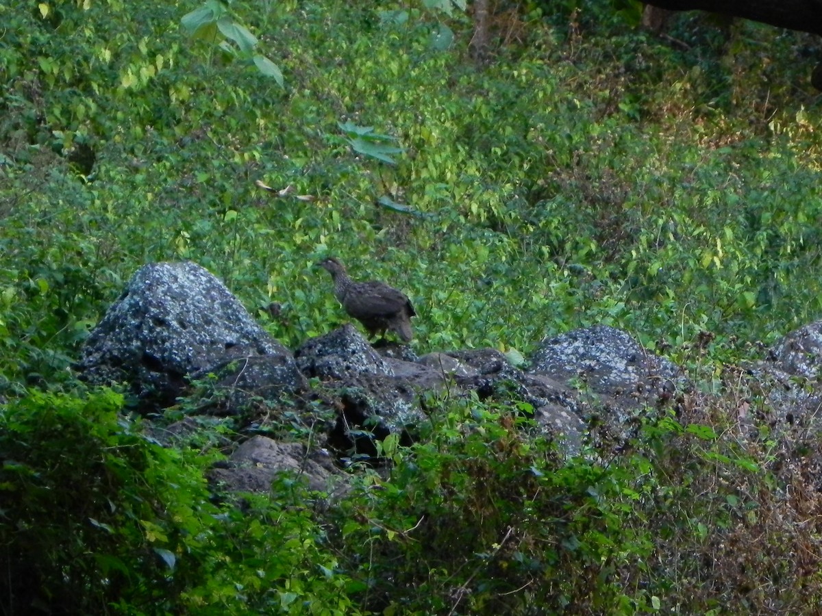 Erckel's Spurfowl - ML610484393