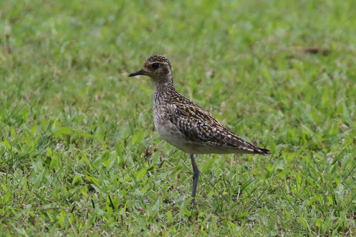 Pacific Golden-Plover - Tom Behnfield