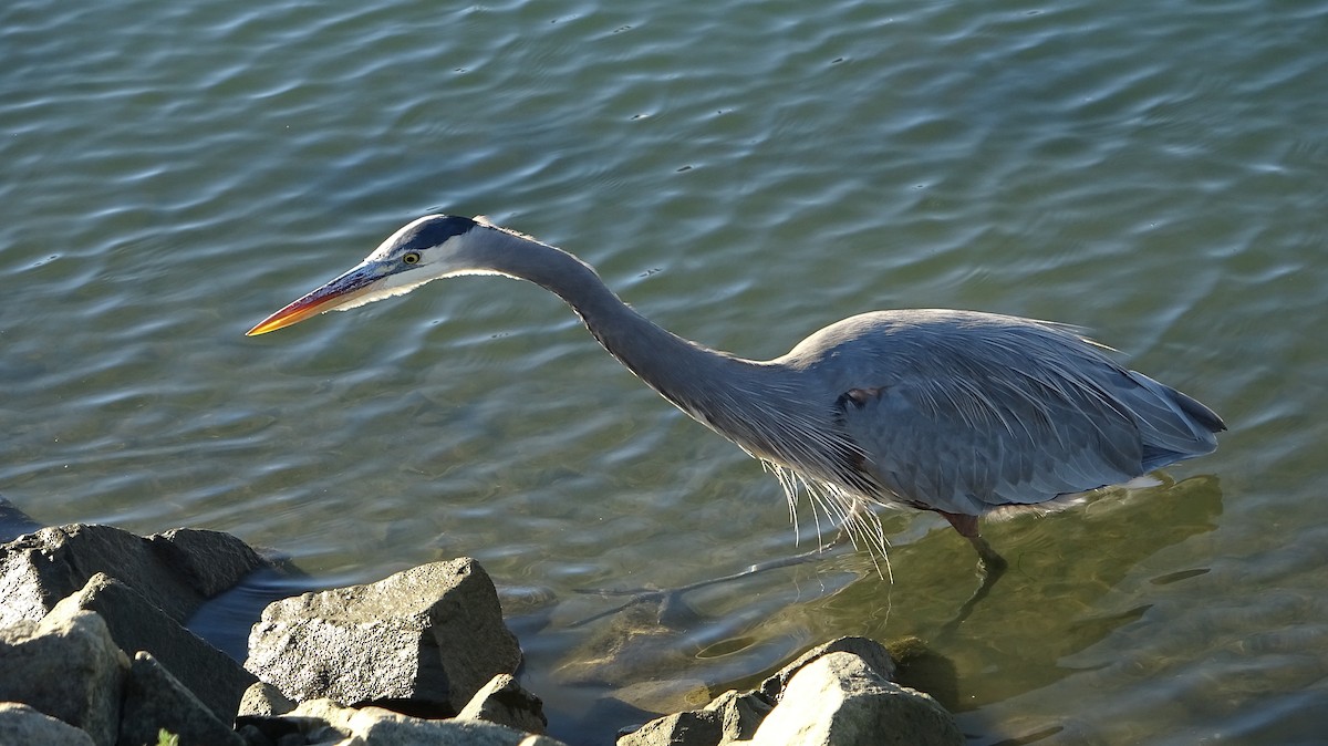 Great Blue Heron (Great Blue) - ML610484513