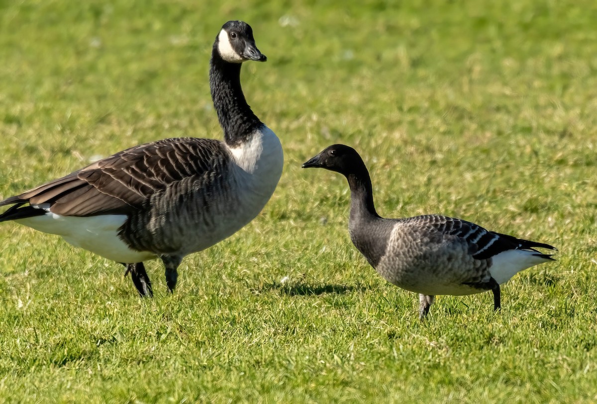 Brant - ML610484609