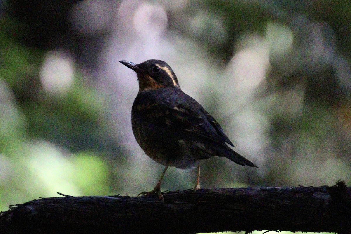 Varied Thrush - ML610484671