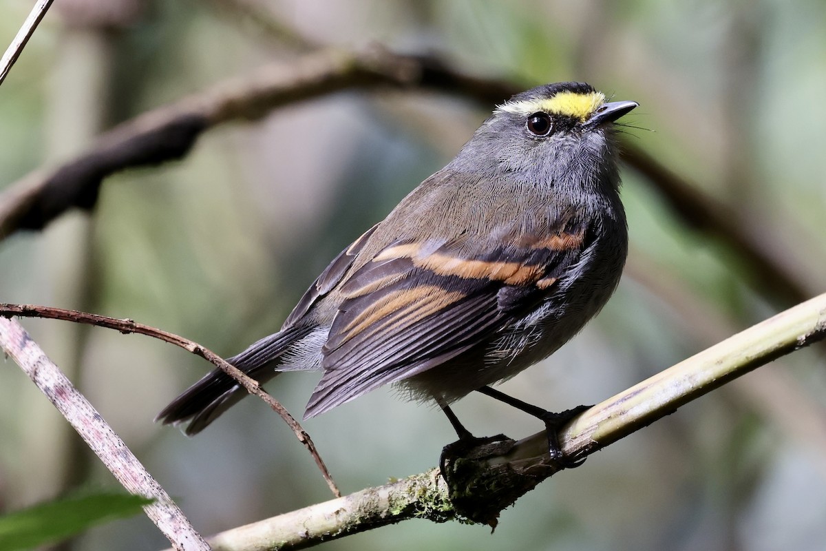 Golden-browed Chat-Tyrant - Juan martinez