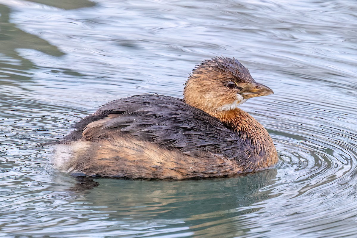 Pied-billed Grebe - Alan Knowles