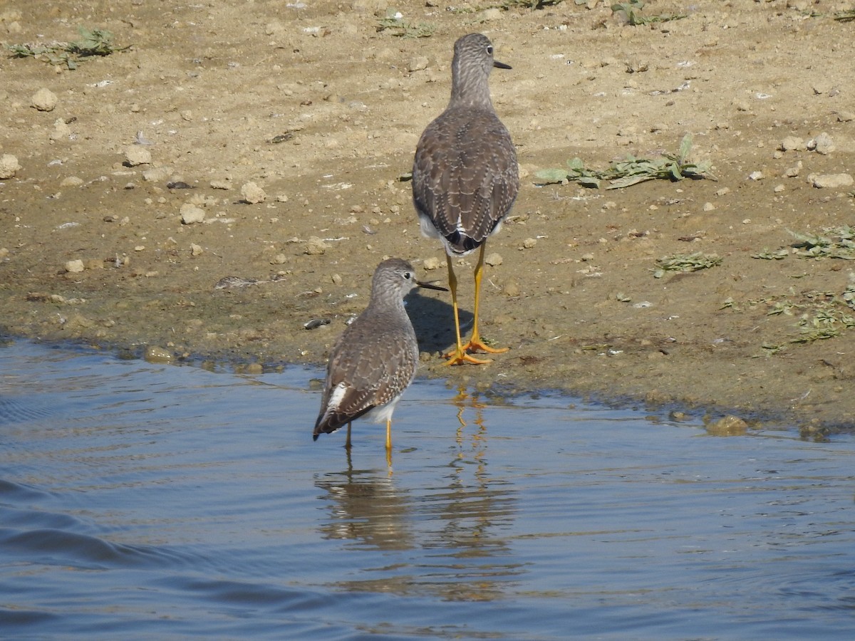 Lesser Yellowlegs - ML610484795