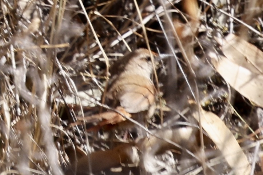 Rusty-fronted Canastero - ML610484842