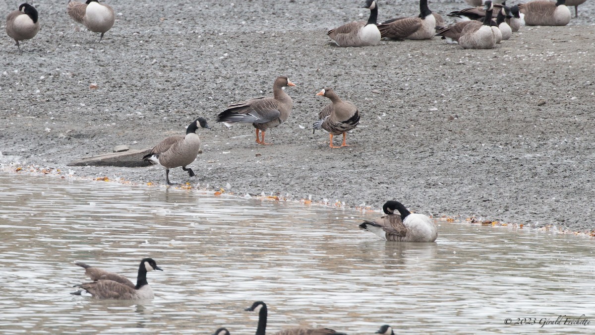 Greater White-fronted Goose - Gérald Fréchette