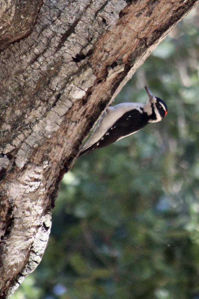 Hairy Woodpecker - ML610484980