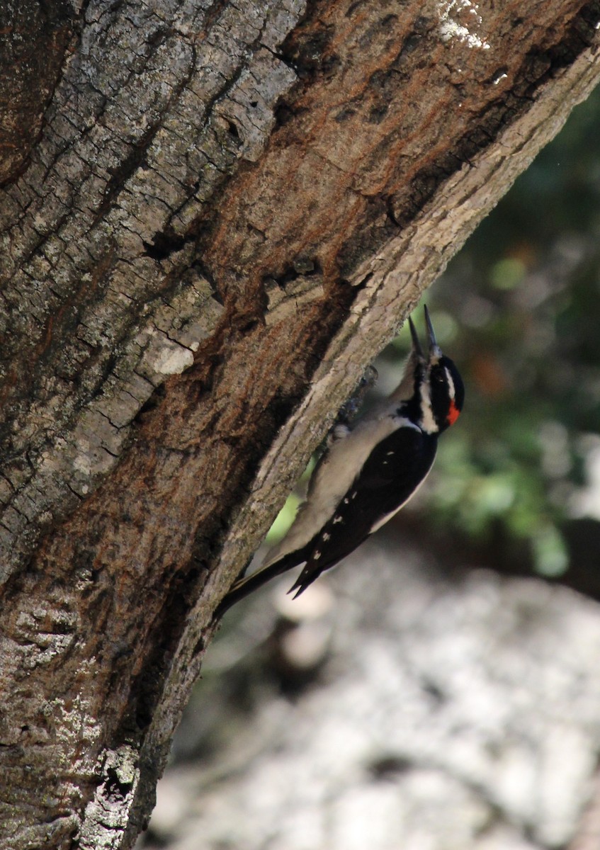 Hairy Woodpecker - ML610484981