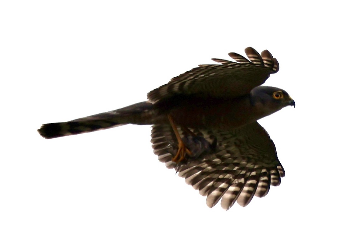 Sharp-shinned Hawk - ML610484984