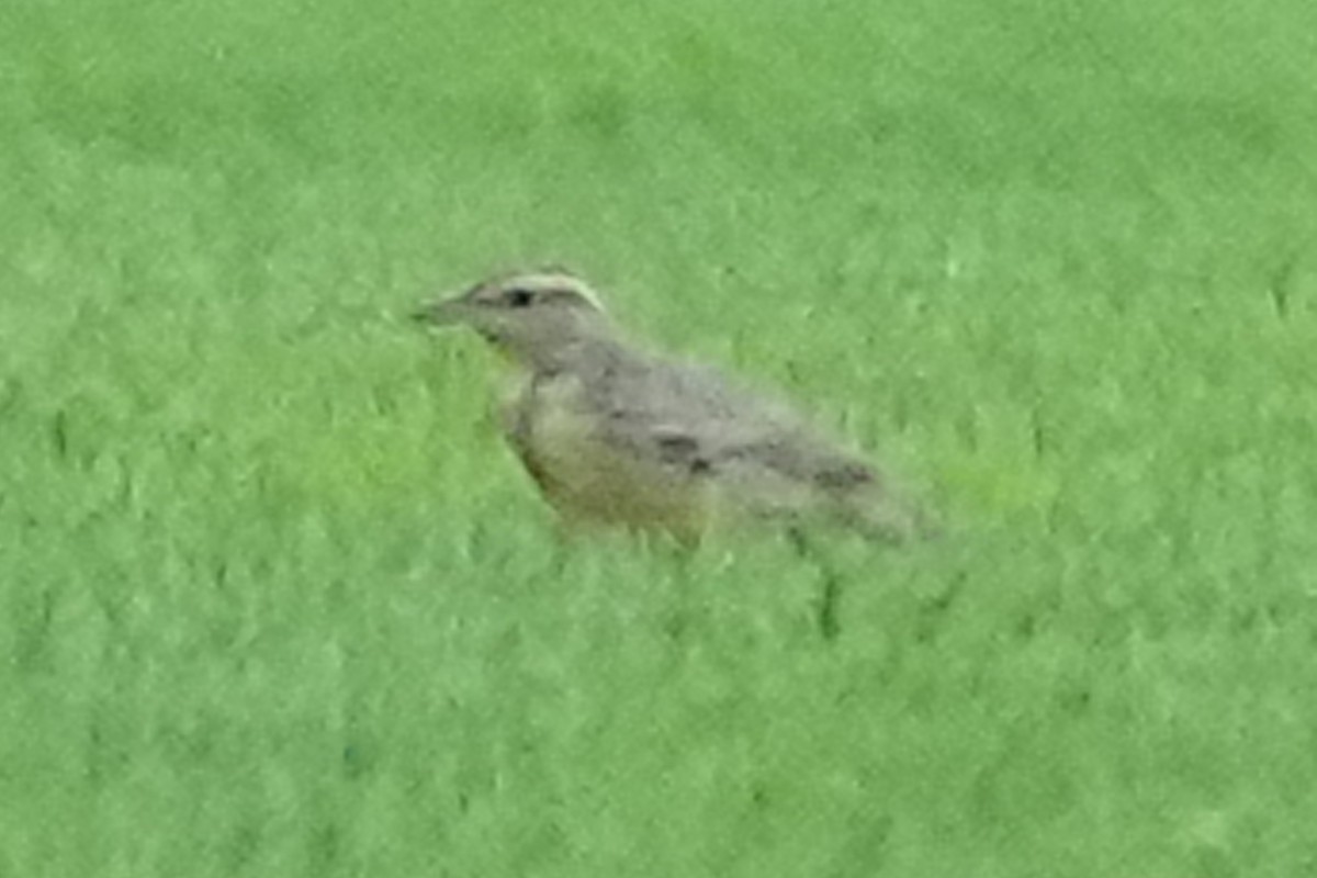 Eastern Meadowlark - ML610485003