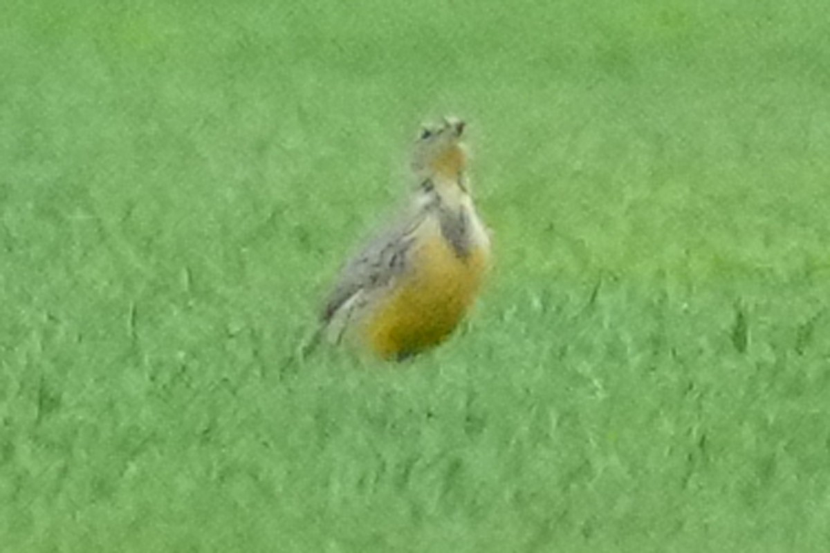 Eastern Meadowlark - ML610485004