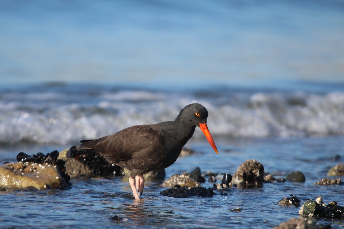 Black Oystercatcher - ML610485054