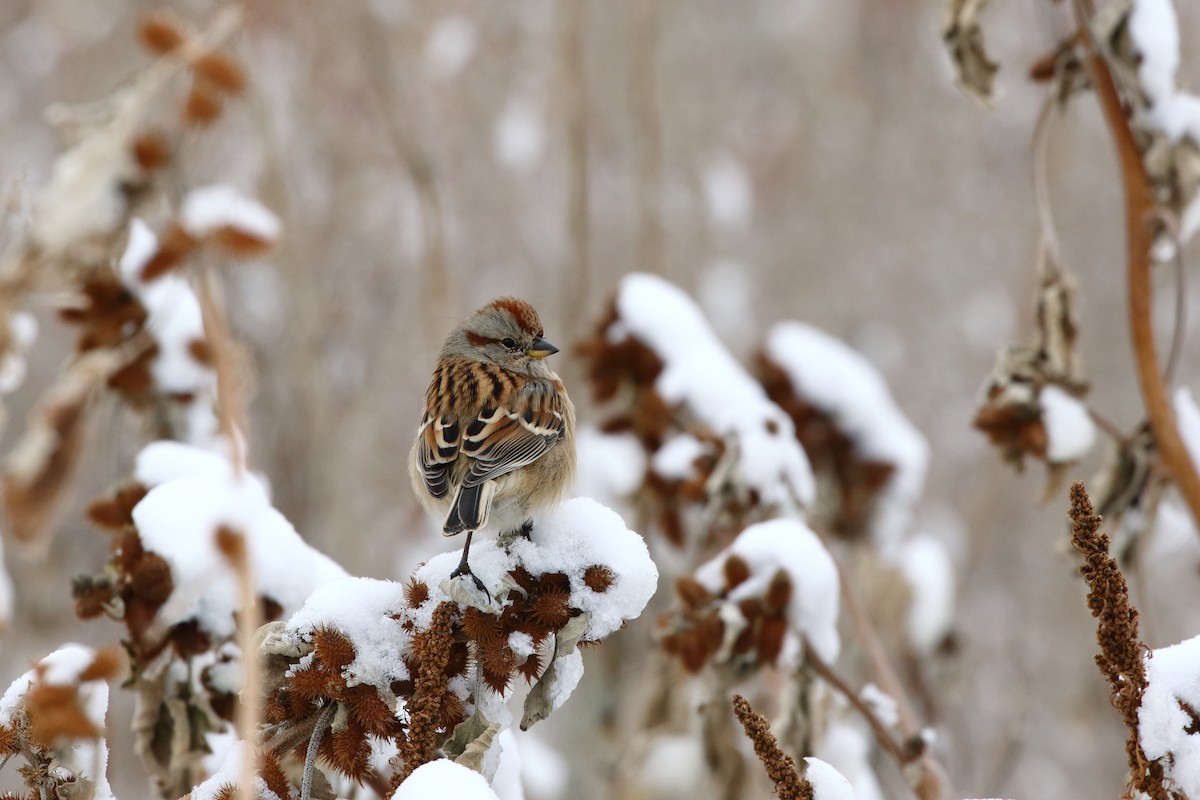 American Tree Sparrow - ML610485056