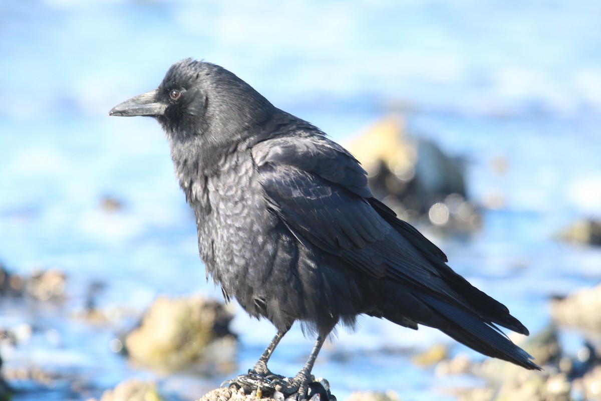 American Crow - ML610485074