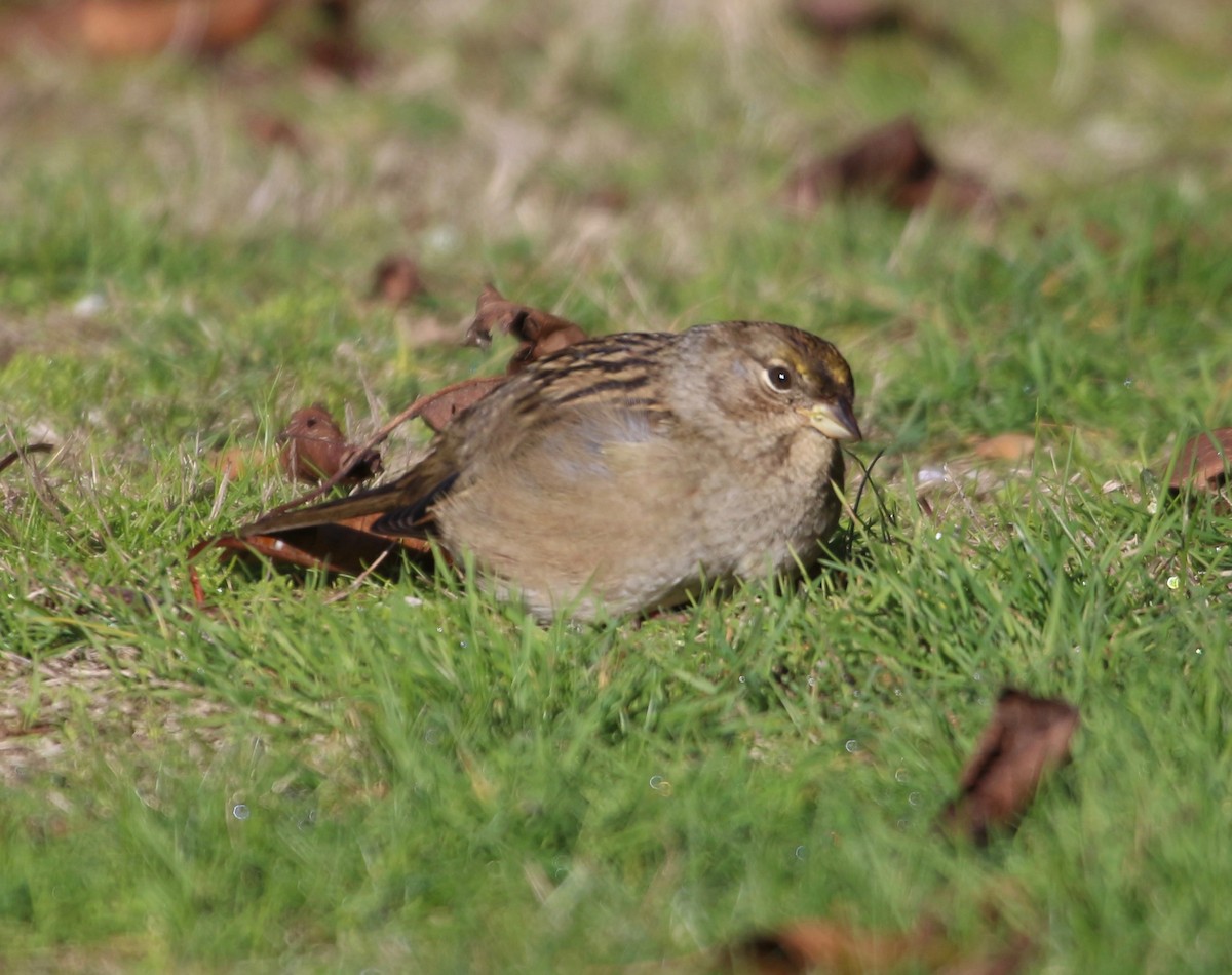 Golden-crowned Sparrow - Rob Lyske