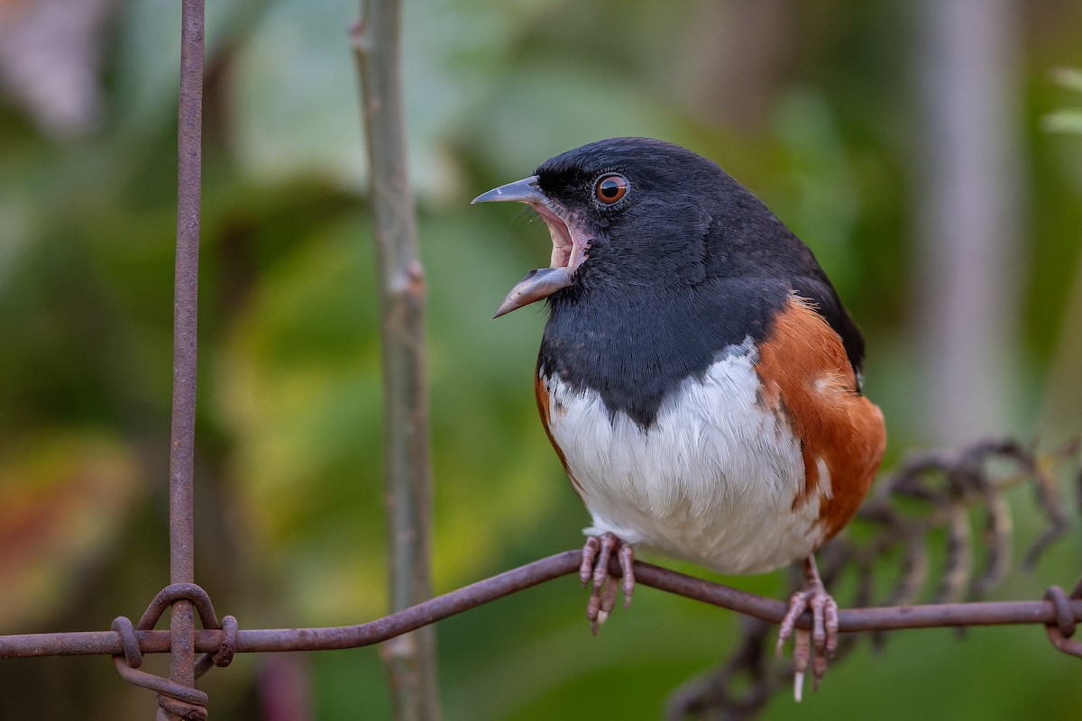 Eastern Towhee - ML610485160
