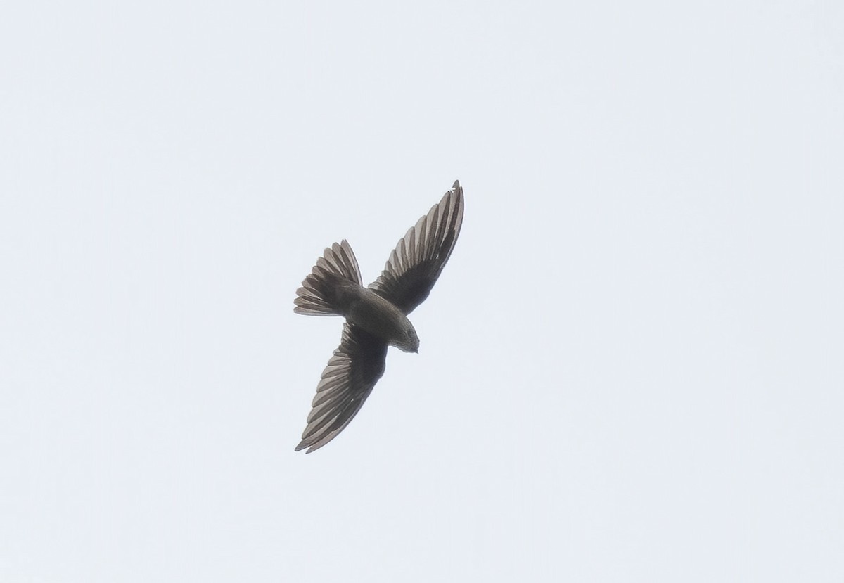 Philippine Swiftlet - ML610485170