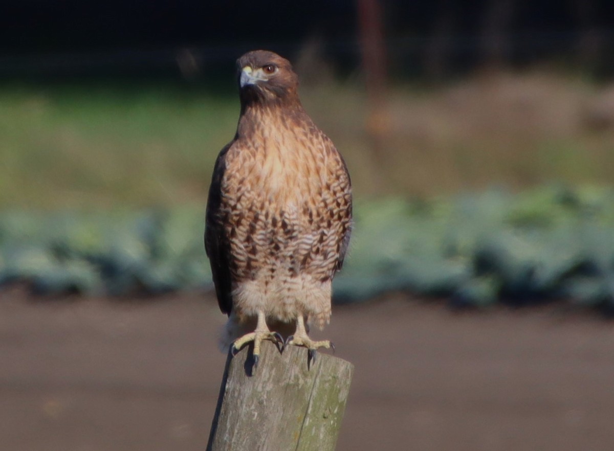 Red-tailed Hawk - ML610485274
