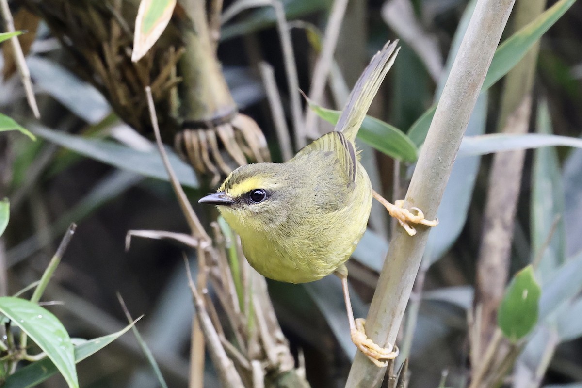 Pale-legged Warbler - Juan martinez