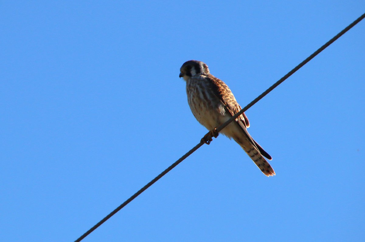 American Kestrel - ML610485297