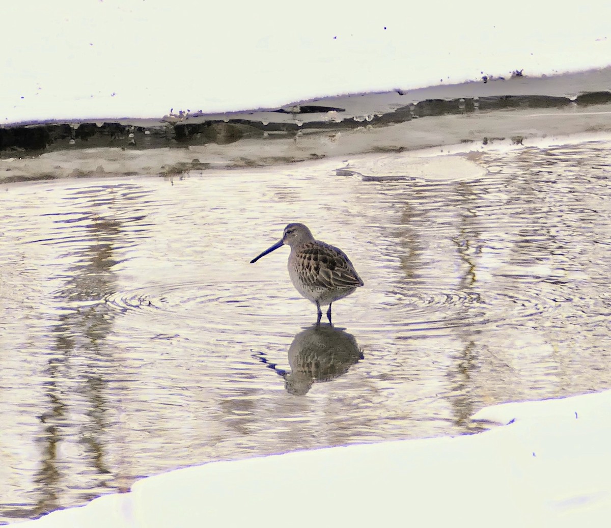 Long-billed Dowitcher - ML610485355