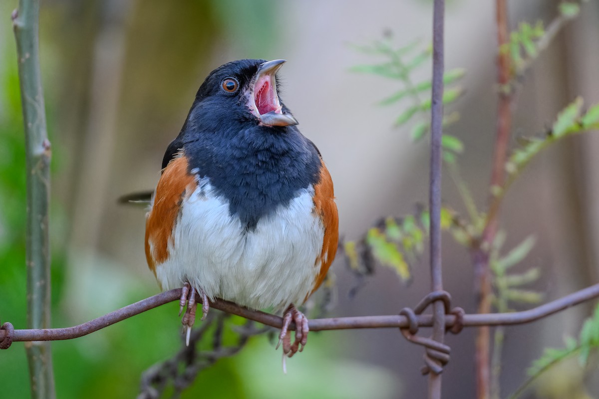 Eastern Towhee - ML610485370
