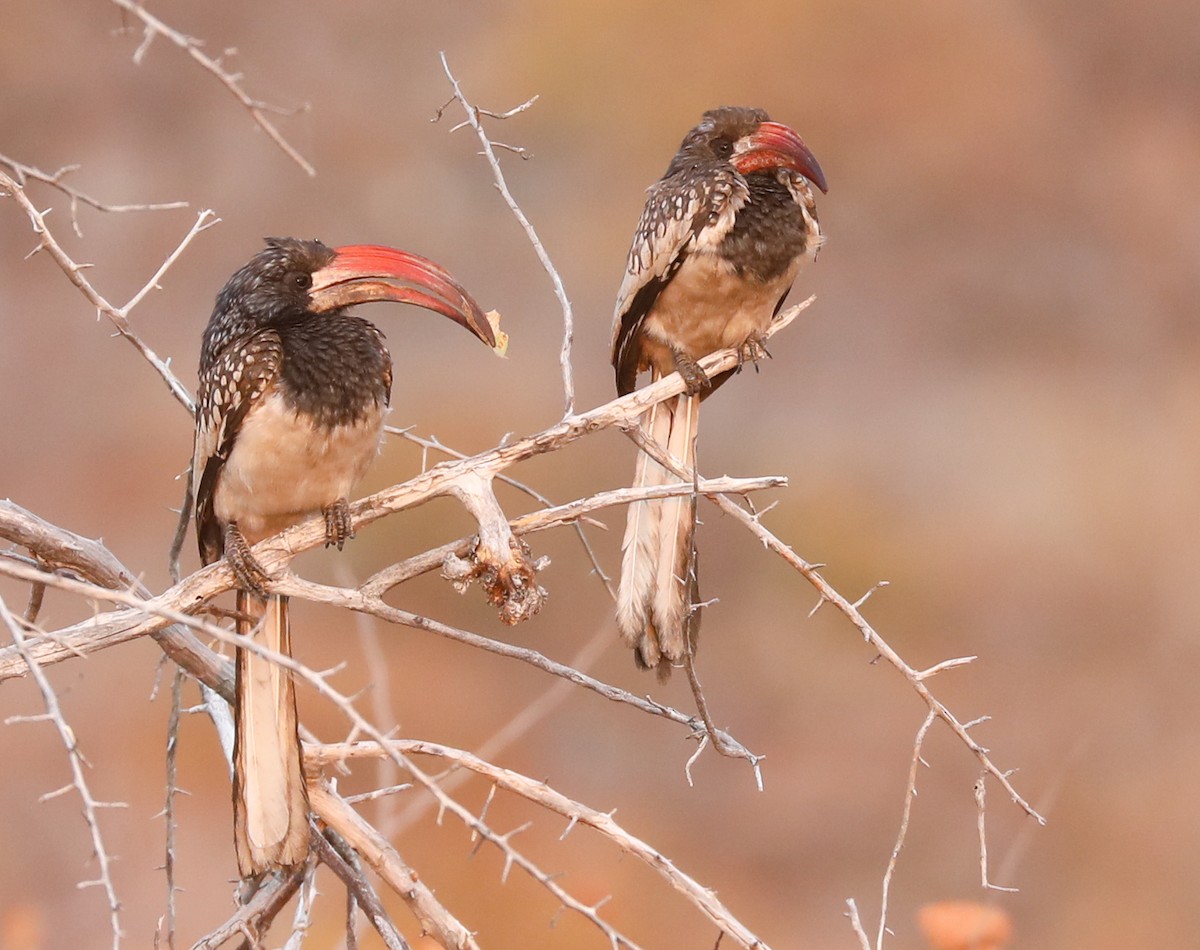 Monteiro's Hornbill - Bonnie Bompart