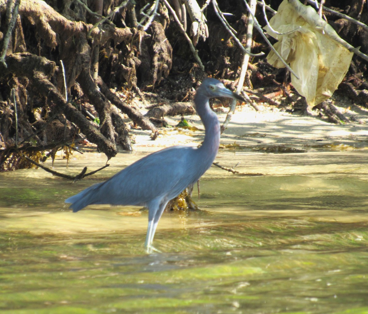 Little Blue Heron - ML610485517