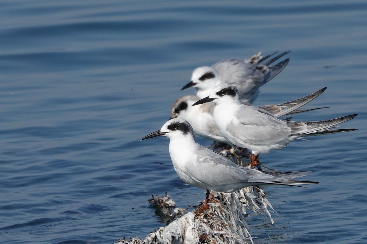 Forster's Tern - ML610485702