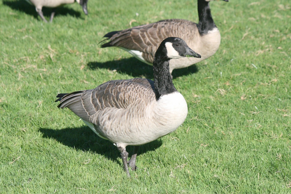 Canada Goose - Samuel Hain