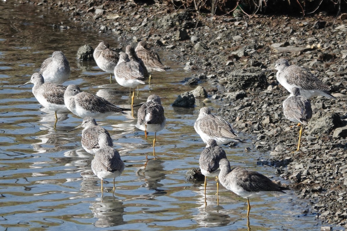 Greater Yellowlegs - ML610485712