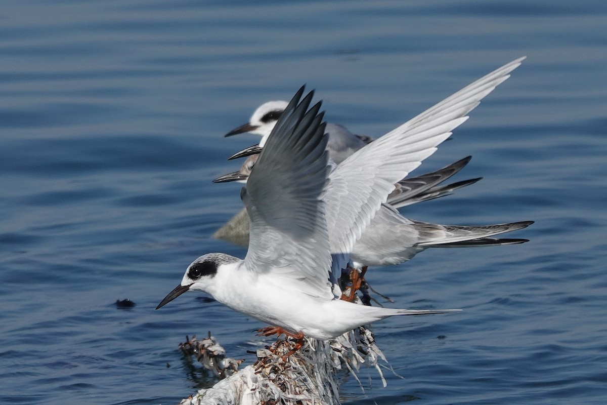 Forster's Tern - ML610485738