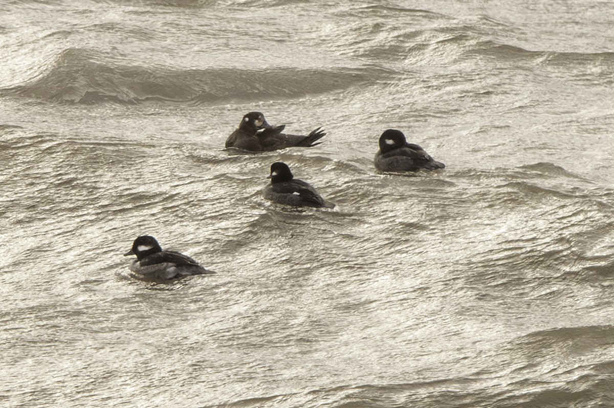 Harlequin Duck - Cam Nikkel