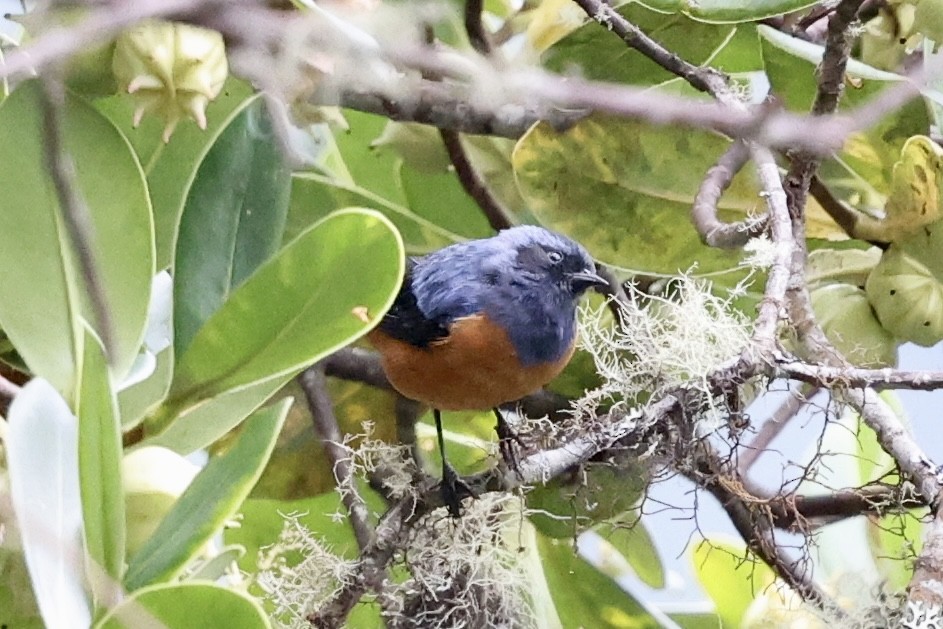 Blue-backed Conebill - ML610485843