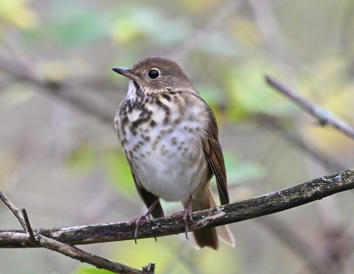 Hermit Thrush - Margaret Hough