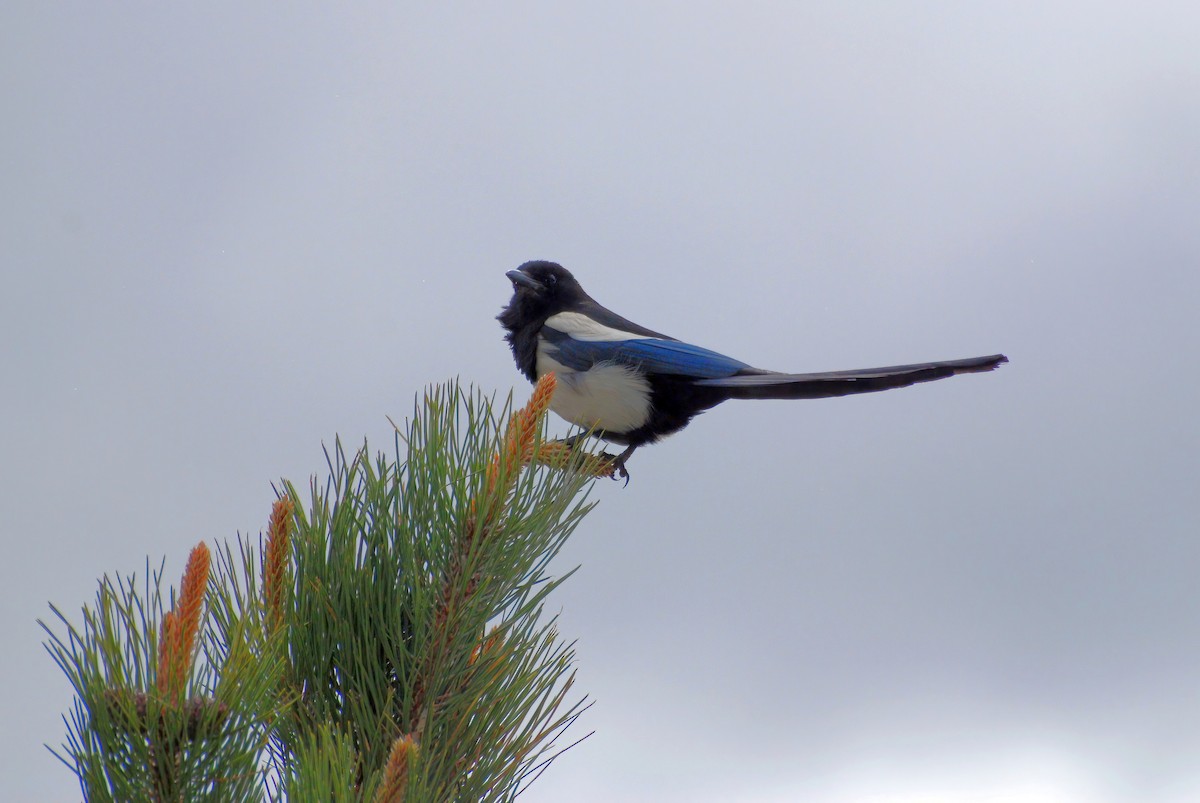 Black-billed Magpie - ML610486012