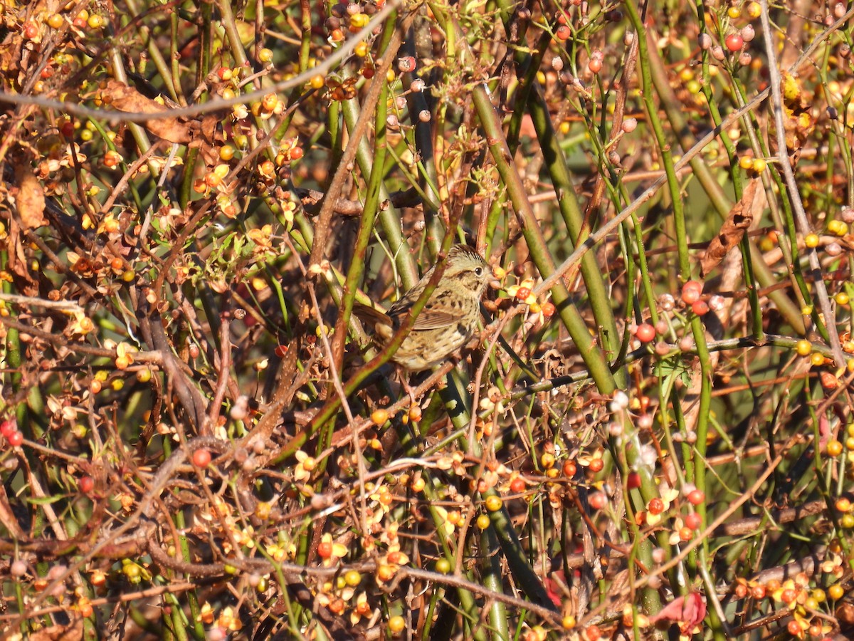 Lincoln's Sparrow - ML610486120