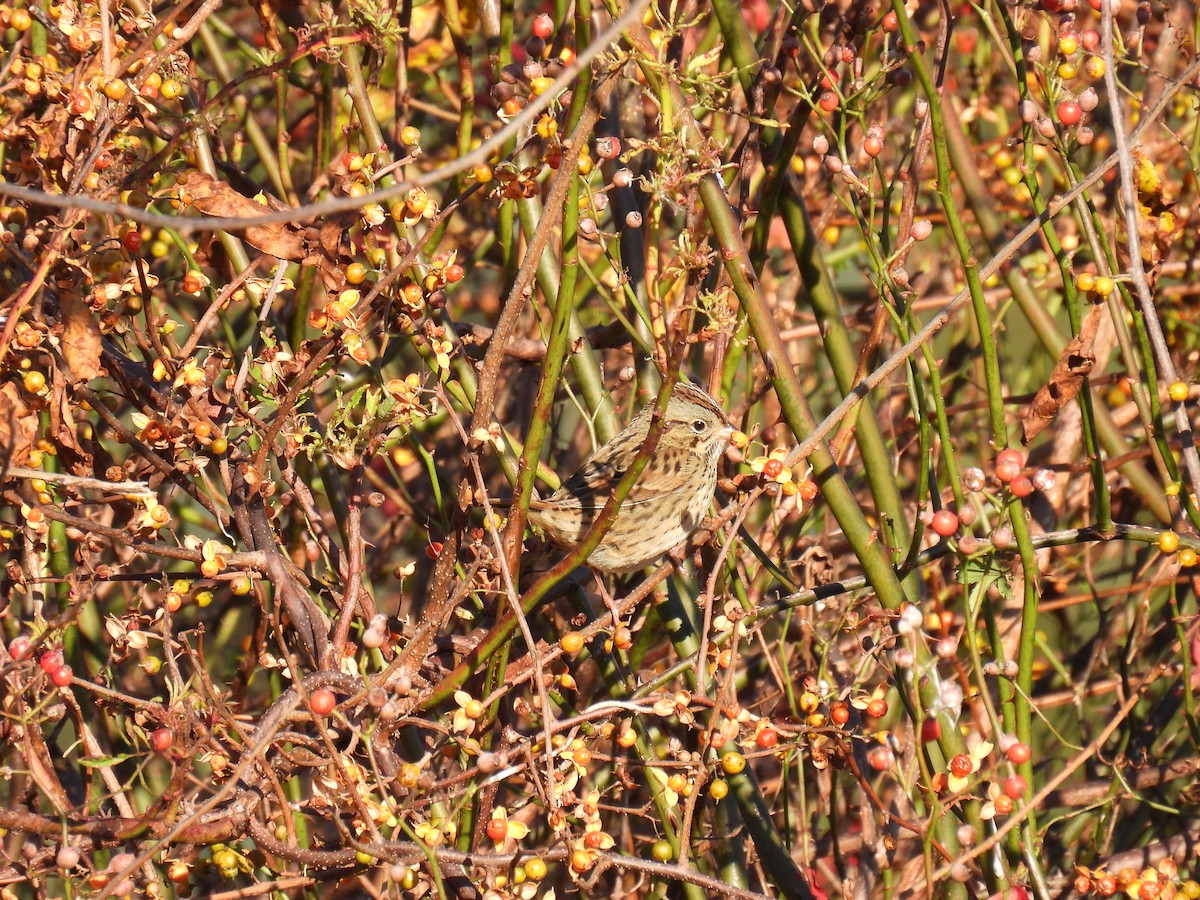 Lincoln's Sparrow - ML610486121